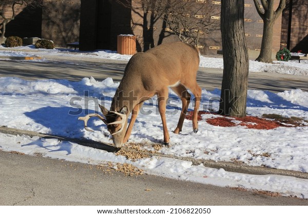 Huge adult deer buck standing in\
the urban fields as a natural environment and\
home.