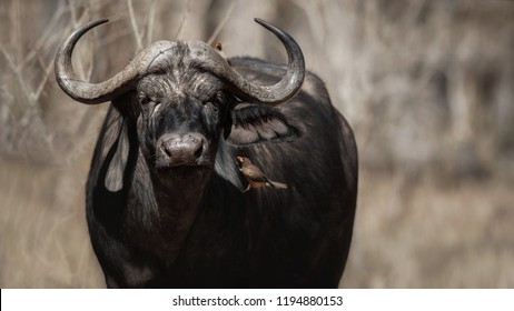 Huge african buffalo portrait in the georgeus light. Wild animal in the nature habitat. African wildlife. This is Africa. Lions best meat. Syncerus caffer.
