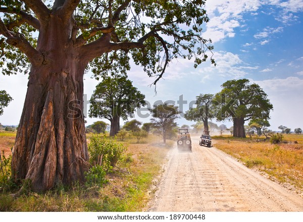 Huge
African trees and safari jeeps in Tanzania,
Africa.