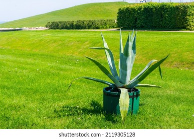 Huge Agave Americana Or American Aloe In Wooden Pot In A Park.