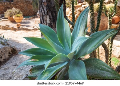 A Huge Agave In The Garden As A Decoration Of Urban Landscape Design