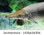 Huge Alligator Gar Close Up