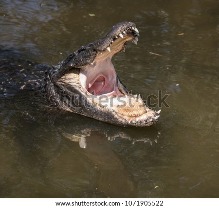 huge alligator needs food