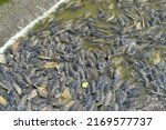 Huge amount of carp in the Linesville Spillway