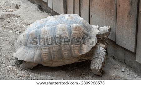 Huge ancient turtle shell details near weathered wooden enclosure wall.