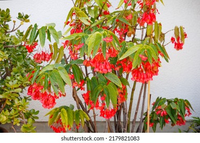 Huge Angel Wing Begonia Plant With Red Flowers And Green Leaves Near White House Wall. Polka Dot Begonia (Wightii) Maculata. Angel Wings Shaped Leaves And Clusters Of Delicate Pink Flowers