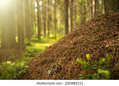 A huge anthill in the forest. A home for ants in a natural environment. A green forest with an anthill under a tree. - Shutterstock ID 2201881511