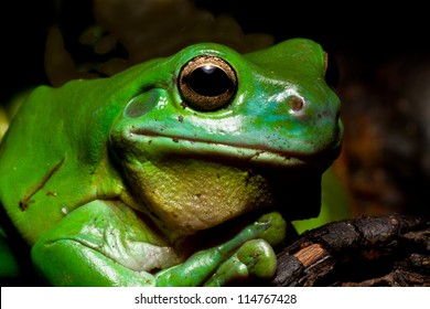 A huge Australian green tree frog posses for the camera.