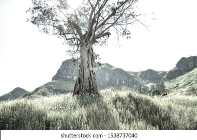 A Huge Balete Tree With A Ray Of Sunlight