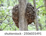 Huge basket-ball sized gall on trunk of post oak tree (Quercus stellata) in Kansas. Similar to a tumor or wart on an animal. Caused by insects, mites, fungi, bacteria, viruses, or other parasites. 