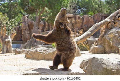 huge bear very expressive
