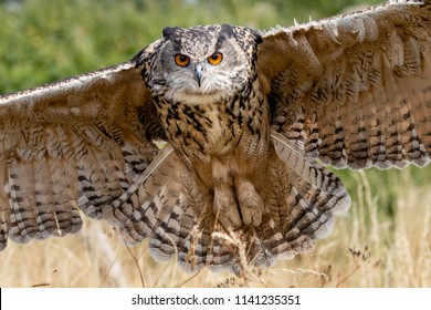 Huge, beautiful Eagle Owl flying low over a yellow field