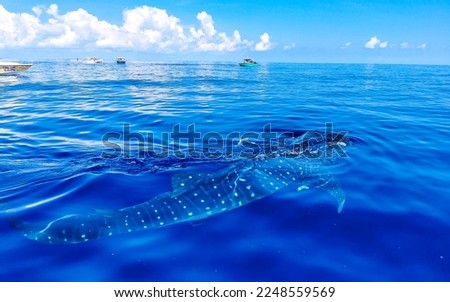 Huge beautiful whale shark swims on the water surface on boat tour in Cancun Quintana Roo Mexico.