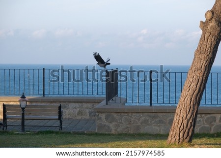A huge bird, black crow freely flying a black sea (local name karadeniz) background. crow blackbird