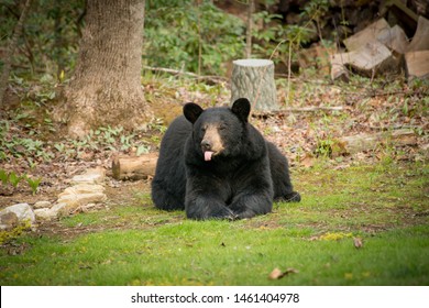 Huge black bear sitting on the grass with its tongue out at a home near Asheville, North Carolina.