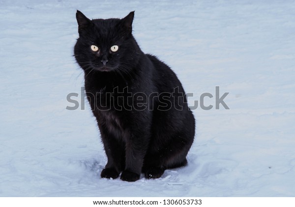 huge black cat