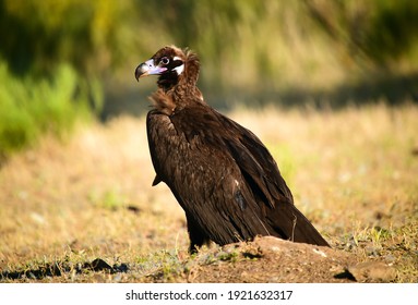 a huge black vulture in spain