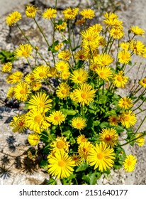 Huge Bloom Of Yellow Wolf's Bane.