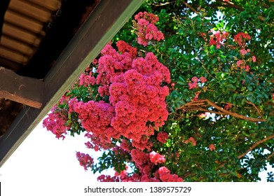 Huge blossom of magenta pink flowers hanging from a Crepe Myrtle tree, taken from underneath a verandah.
