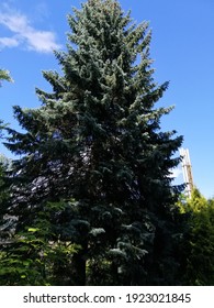 a huge blue spruce tree 