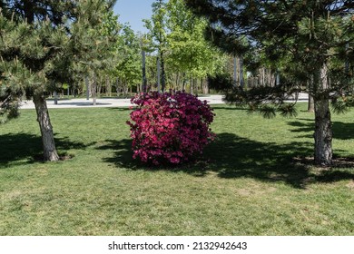 Huge bright red bush of Azalea rhododendron on mowed lawn in City Landscape Park "Krasnodar" or "Galitsky". Decorative rhododendron with beautiful light pink flowers against background of evergreens.