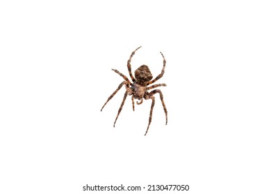 Huge Brown Hairy Spider Over White Background