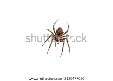 Huge brown hairy spider over white background