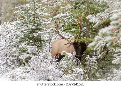 Huge Bull Elk Feeding In Snow Covered Environment.