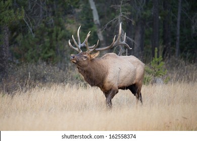 Huge Bull Elk In Jasper National Park