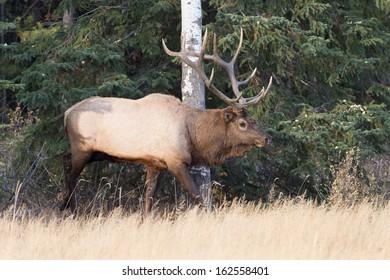 Huge Bull Elk In Jasper National Park