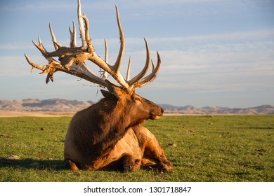 Huge bull elk laying down in some short grass with mountains in the background.  