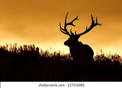 Huge Bull Elk Stag With Trophy Antlers In Prairie Habitat Silhouette Against Colorful Sunset Sky Elk Hunting In The Western United States Of Wyoming, Colorado, Idaho, Montana, Utah, And Oregon