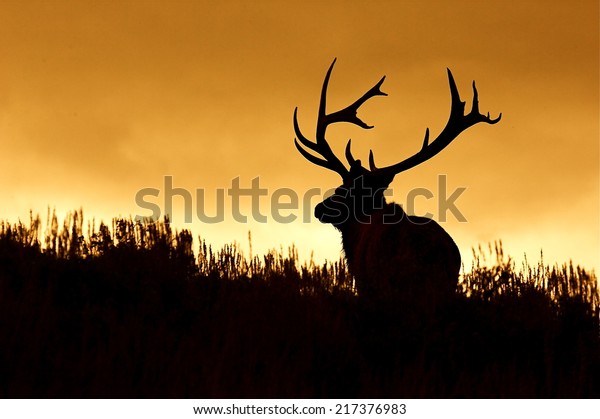 Huge Bull Elk Stag with trophy antlers in prairie\
habitat silhouette against colorful sunset sky Elk Hunting in the\
western United States of Wyoming, Colorado, Idaho, Montana, Utah,\
and Oregon