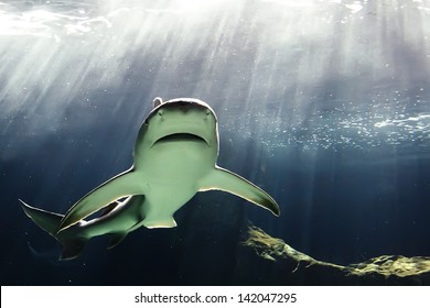 Huge Bull Shark Swimming