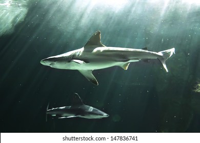 Huge Bull Shark Swimming