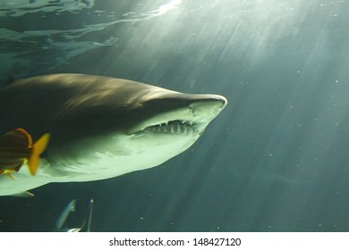 Huge Bull Shark Swimming