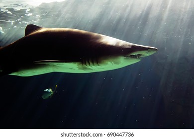 Huge Bull Shark Swimming