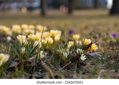 A Huge Bunch Of Yellow Crocuses With Green Stems. Flowers Growing In A Park. 