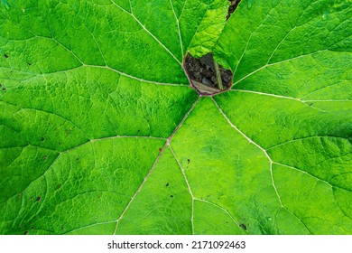 Huge butterbur leaf texture. A plant that is common in Poland, and most occur in the Carpathian mountain on a watterloggrd areas