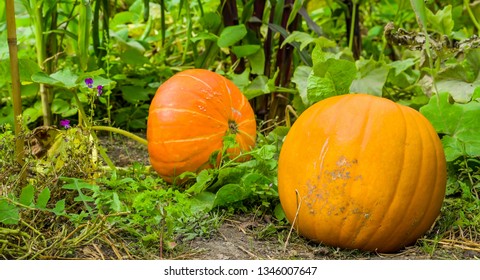 The huge calabaza or squash in the garden. Calabaza is a large winter squash that resembles a pumpkin and is typically grown in the West Indies and tropical America.
