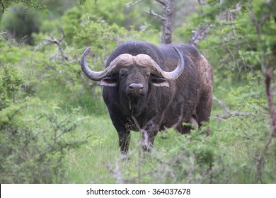 A huge Cape Buffalo bull in this image. South Africa