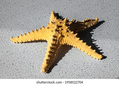 Huge Caribbean Starfish On A Table, For Use In Biology Class