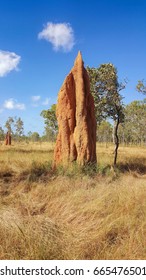 Huge Cathedral Termite Mound Found In Cape York Australia