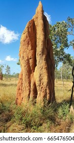 Huge Cathedral Termite Mound Found In Cape York Australia