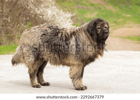 huge caucasian shepherd dog outdoor full length, powerful guardian
