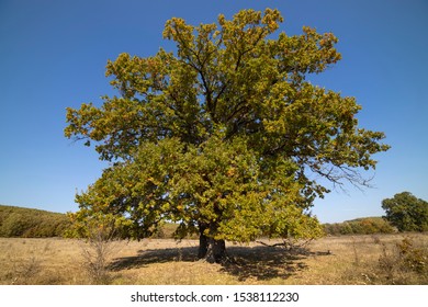 Huge centennial oak tree on a field in the autumn - Shutterstock ID 1538112230