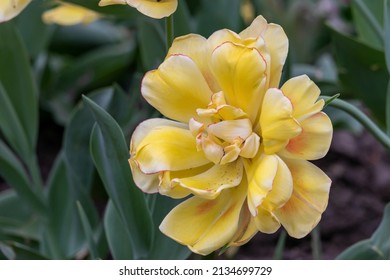 Huge chic yellow tulip close-up - Powered by Shutterstock