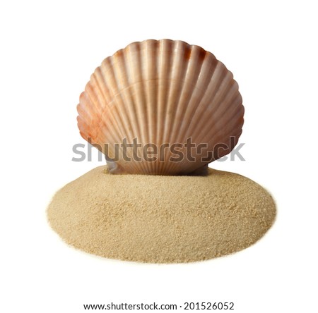 Huge clam on a sand pile isolated on white.