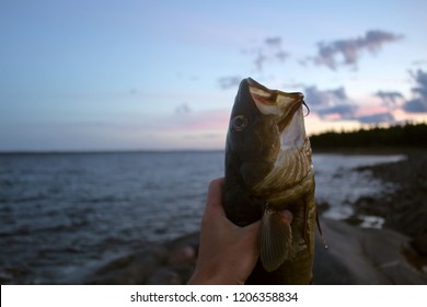 Huge Cod On Background Of Rocks And Sea, Sea Fishing Catch After Sunset Arctic Scandinavia