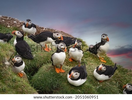 Huge colonies of Atlantic puffins breeding on the cliffs of the Mykines Island, Faroe Islands